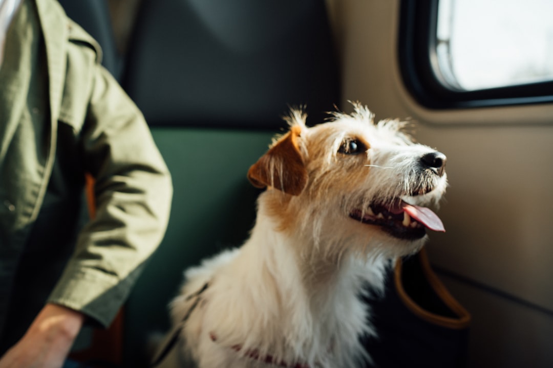 Dog traveling by air
